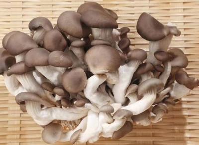 平菇