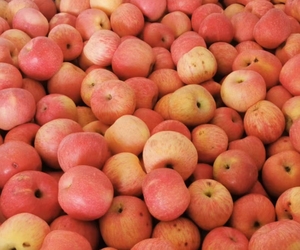 红富士苹果实惠装 约10斤